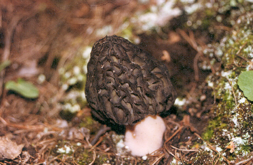  Image name: Morchella_rotunda1.jpg 
 width: 510 pixel 
 height: 332 pixel 
 Size: 110287 bytes 
 Click to enlarge 